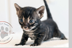 Bengal kittens for sale charcoal bengal kittens available texas